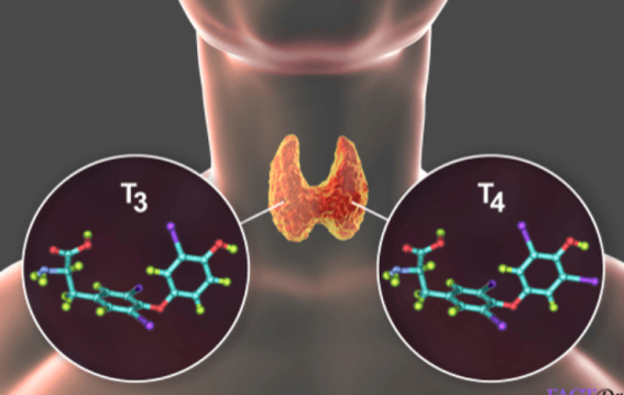 Thyroid Storm: The Unexpected and Dangerous Hormonal Emergency You Shouldn’t Ignore